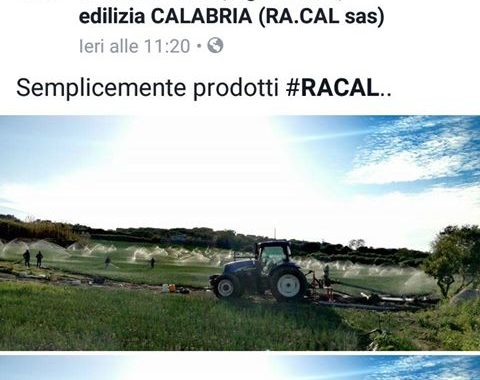 foto melograna